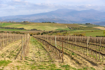 Fototapeta na wymiar landscape with vineyard near Montalcino, Tuscany, Italy