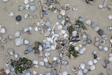 Shells