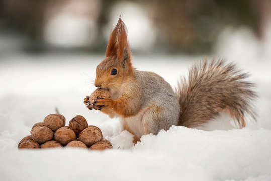 The squirrel stands with nut in paws on the snow in front of a pile of nuts