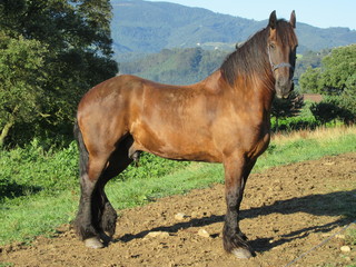 cavallo