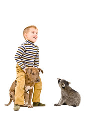 Cheerful boy playing with a puppy pitbull and a curious raccoon, isolated on white background