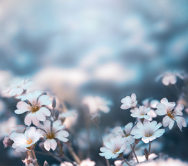 Spring blooming white flowers. Spring blossom background.