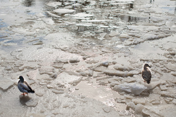 ducks standing on frozen ice with blue sky reflected