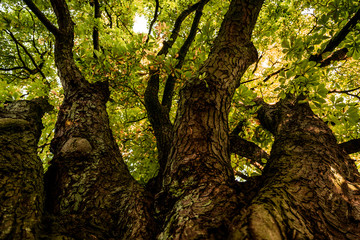 Baum