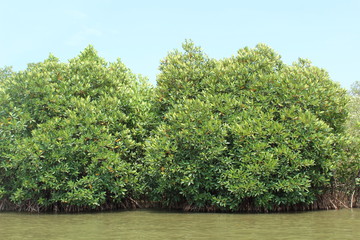 mangrove forests