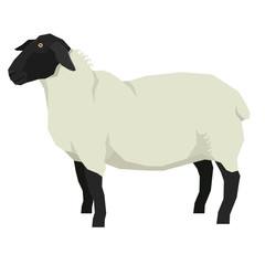 Sheep Isolated vector illustration Farm animals Geometric style