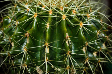 Closeup of a cactus plant