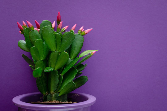 rhipsalidopsis rosea on violet background