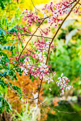 wild himalayan cherry flower in Thailand