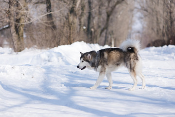 Fototapeta na wymiar dog malamute for a walk in winter in a park in the snow