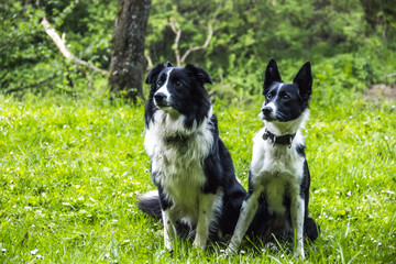 two border collies