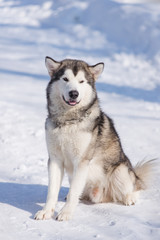 dog malamute for a walk in winter in a park in the snow