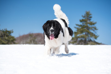 landseer in the snow winter white playing pure breed