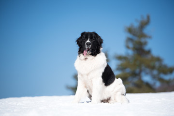 landseer in the snow winter white playing pure breed