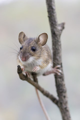 Fototapeta premium Pygmy Field Mouse (Apodemus (Sylvaemus) uralensis) scrambles up a branch