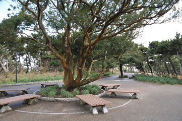 松の木　公園　植物　樹木