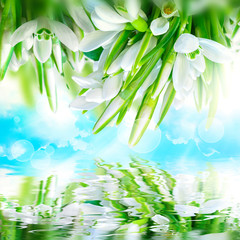 Beautiful snowdrops flower blossom, water reflection,sky, clouds, light. Greeting square card template. Soft toned. Nature spring background.