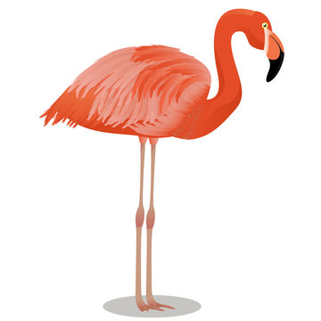 American flamingo cartoon bird