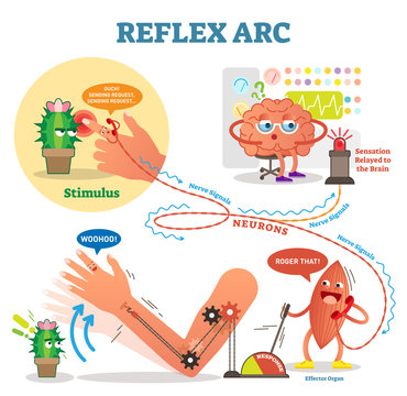 Spinal Reflex Arc scheme, vector illustration, with stimulus pathway through the nerve signals and muscle response. Diagram with fun cartoon characters.