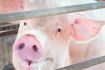 close up eyes, nose and mouth dirty mother pig. animal background.