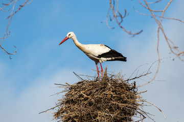 Cigüeña blanca en el nido. Ciconia ciconia.