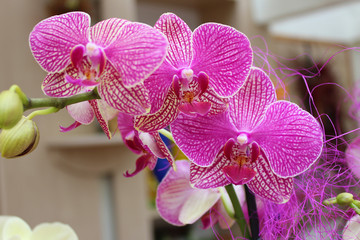 Orchid pink fresh natural flowers