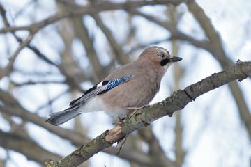 bird jay on a branch in the sunny forest.