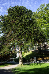 Green pine tree in park, Alesund, Norway