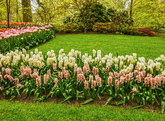 Hyacinths in tulips park Keukenhof - largest flower garden in Europe, Holland