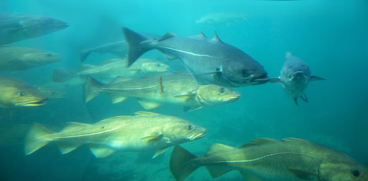 Sea cod fishes floating under water in aquarium
