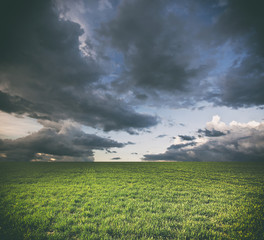 Beatiful morning green field with blue heaven