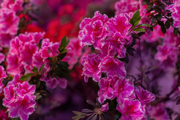 Buttons of beautiful azalea.