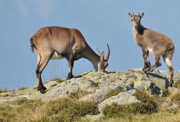 Weiblicher Steinbock mit Jungem