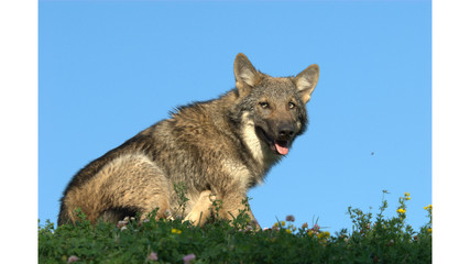 Europäischer Wolf