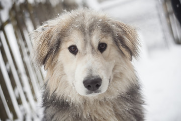 cute dog portrait in winter scene. focus on the eyes