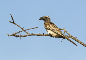 Hornbill