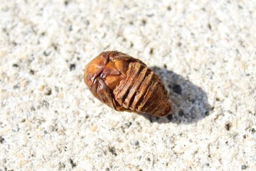 Puppe eines Rosenkäfers