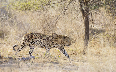 Leopard