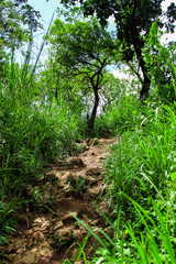 Obraz premium Fields