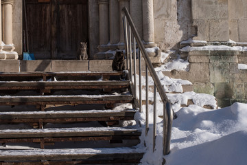 Two cats sit on the stairs of a very old building