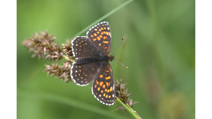 Fototapeta na wymiar Schmetterling Scheckenfalter