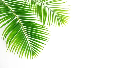 Poster Groene bladeren palm geïsoleerd op een witte achtergrond. © Suraphol