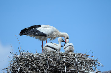 Weißstorch im Nest