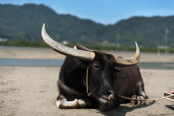 由布島の水牛（西表島）