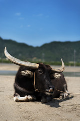 由布島の水牛（西表島）