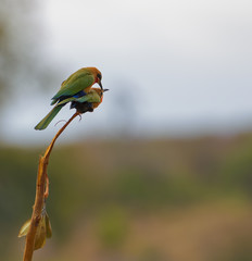 Mating Bee-Eaters