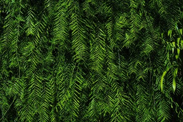 The beauty of the trees.