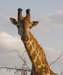 Male Giraffe