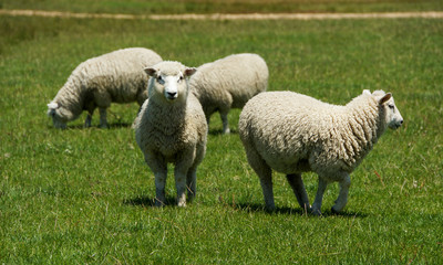 Naklejka na ściany i meble Multiple Sheep on Farewell Spit, Golden Bay, New Zealand