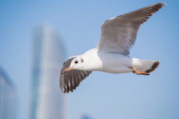 Seagull